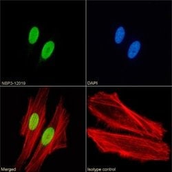 Histone H4 Rabbit anti-Human, Clone: KM-2, Novus Biologicals:Antibodies:Primary